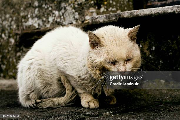 abandoned cat - stray animal 個照片及圖片檔