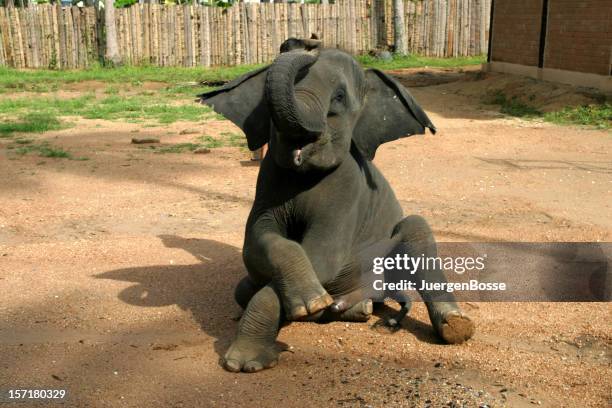 posing elephant - elephant funny stock pictures, royalty-free photos & images