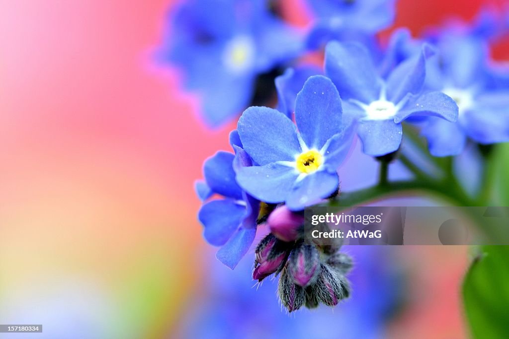 Forget-me-not