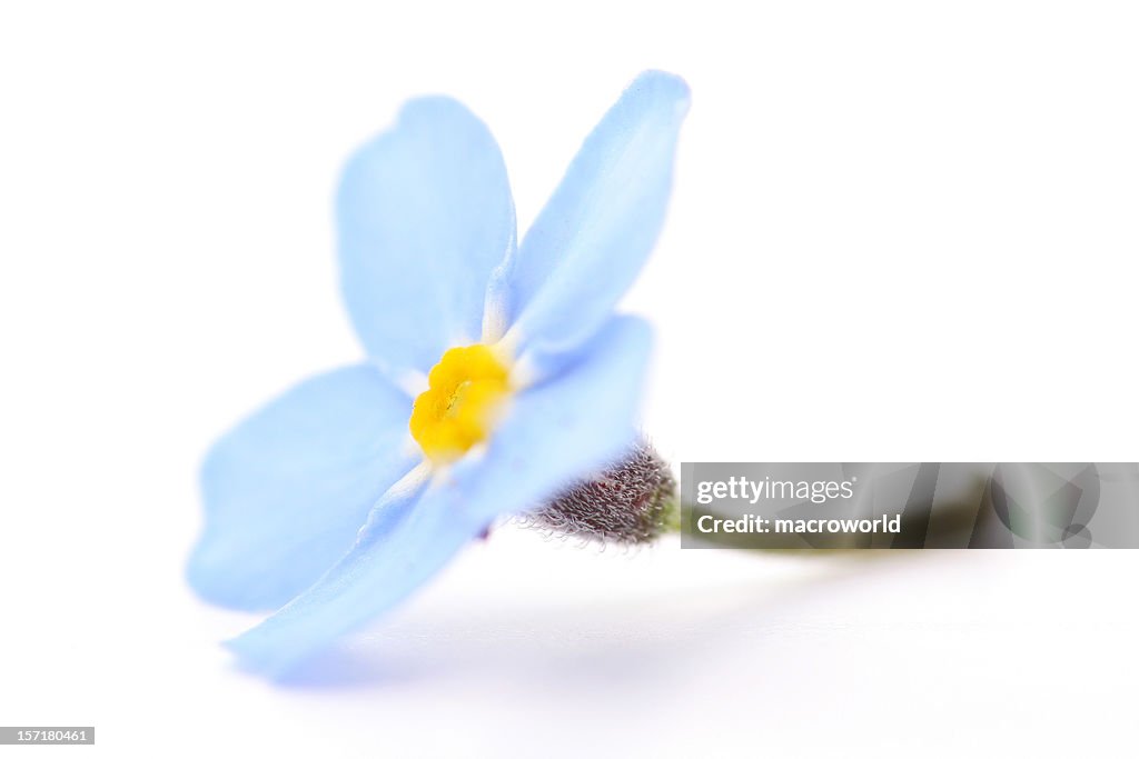 Flor azul