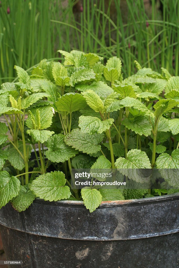 Lemon balm