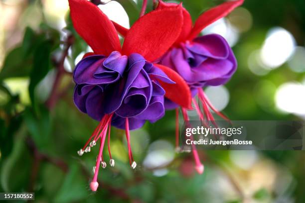 fuchsia - florescencia fotografías e imágenes de stock