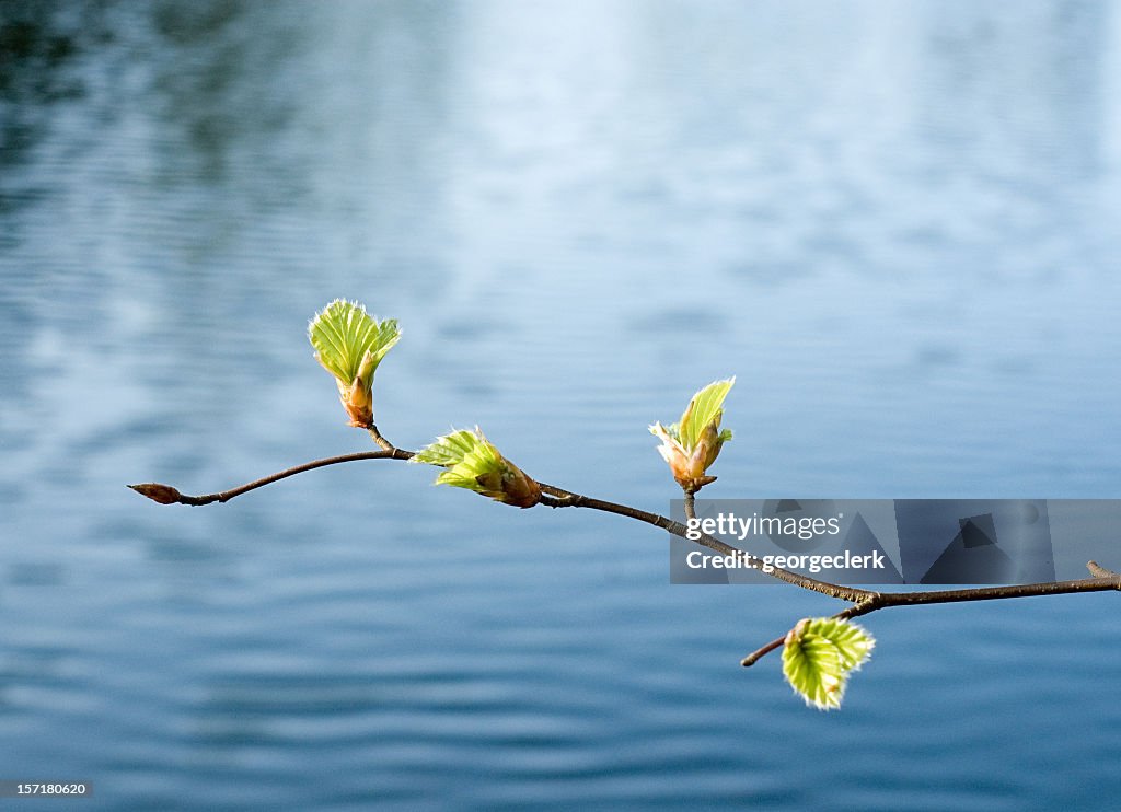 Printemps la croissance au-dessus de l'eau