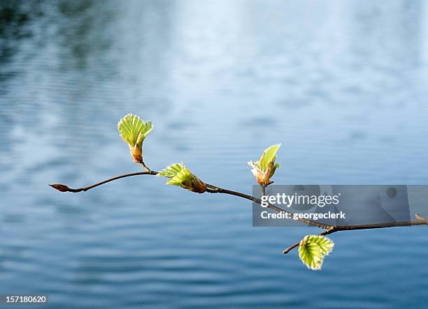 printemps la croissance au-dessus de l'eau - bouton de fleur photos et images de collection