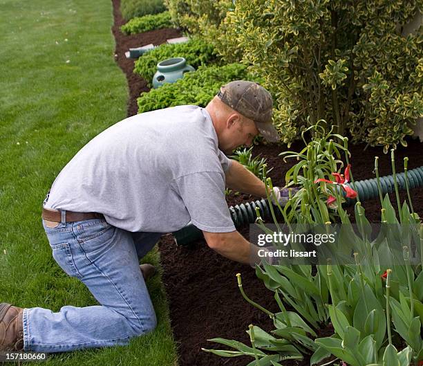 spreading the mulch - mulch stock pictures, royalty-free photos & images