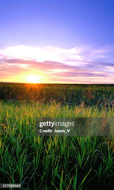starburst sunrise over wheat field - alberta prairie stock pictures, royalty-free photos & images