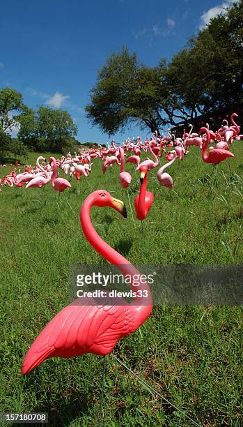 there goes the neighborhood - plastic flamingo stock pictures, royalty-free photos & images