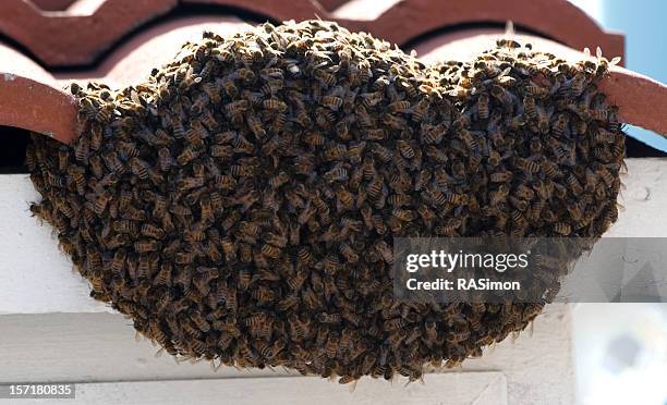 bees! - swarm of insects stock pictures, royalty-free photos & images