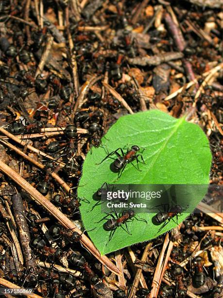ants on a leaf 2 - colony of ants stock pictures, royalty-free photos & images