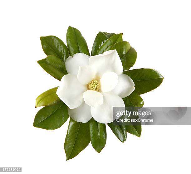 magnolia - magnolia stellata stockfoto's en -beelden