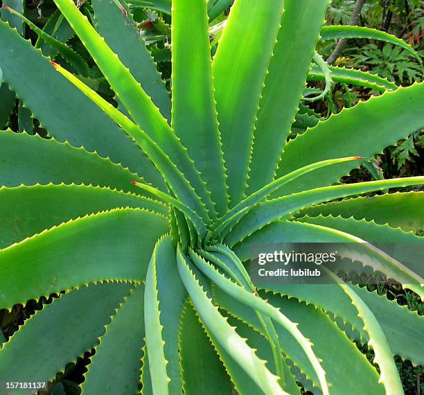 aloe vera - healing plant - aloe vera plant stock pictures, royalty-free photos & images