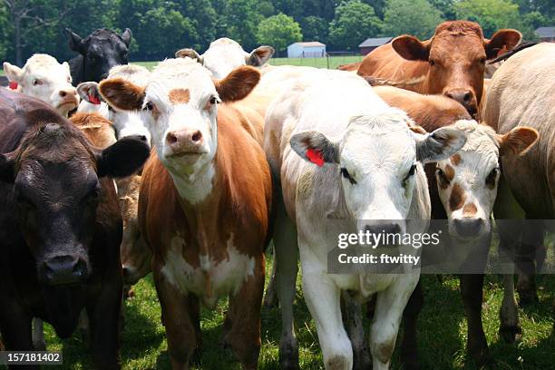 herd of cows looking straight at camera - stampede stock pictures, royalty-free photos & images