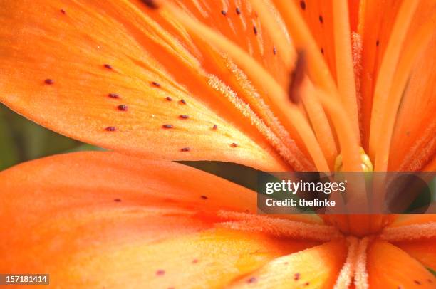 macro di un giglio tigrino - tiger lily flower foto e immagini stock