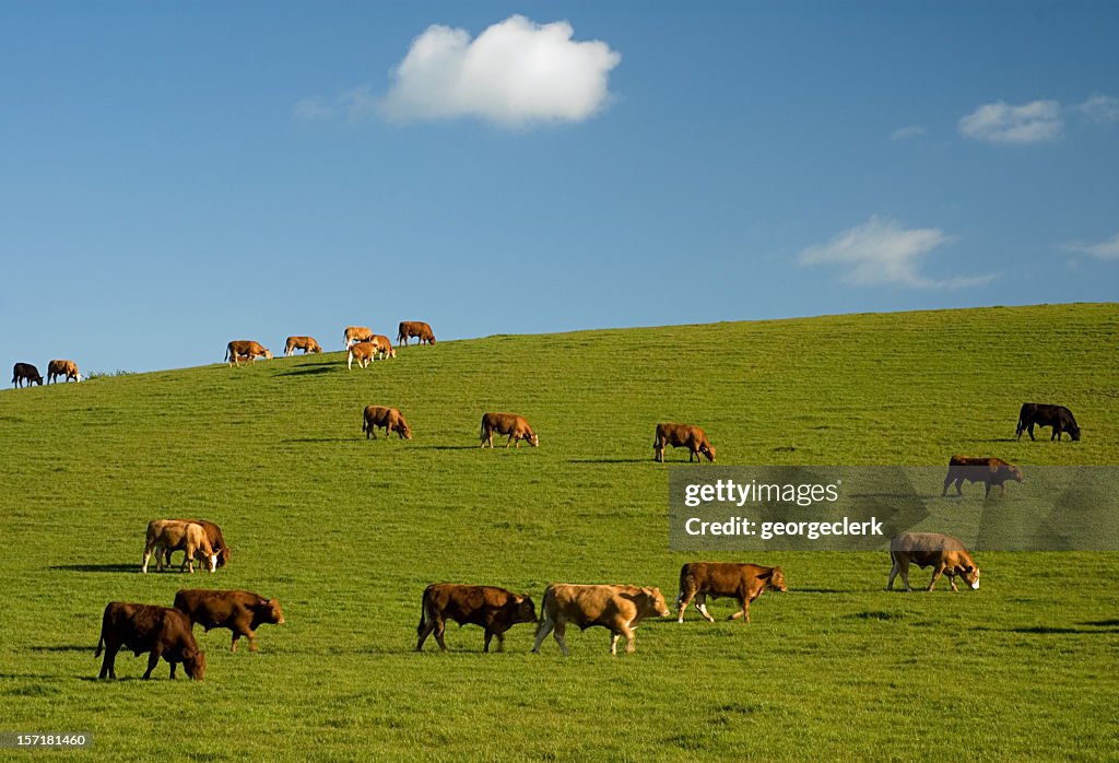 Grazing Cows