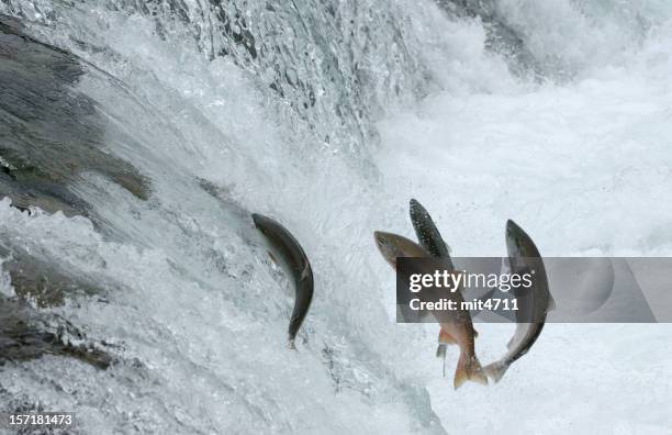 jumping salmon - waterfall jump stock pictures, royalty-free photos & images