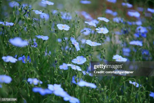 campo de lino y azul. - semilla-de-lino fotografías e imágenes de stock