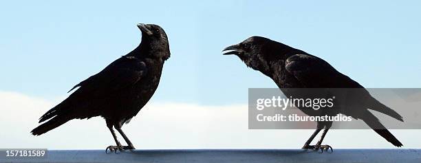 man and wife bird? - confrontation bildbanksfoton och bilder