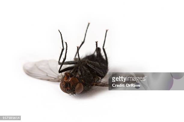 dead mosca doméstica - insect imagens e fotografias de stock