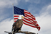 Bald Eagle in front of an American Flag.