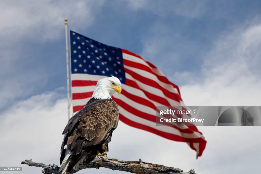 Bald Eagle in front of an American Flag.