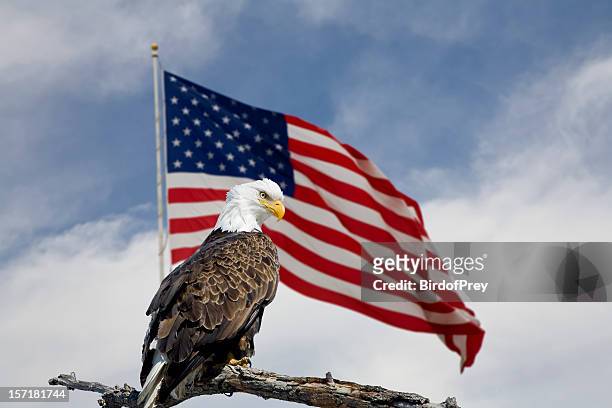 bald eagle in front of an american flag. - american flag eagle stock pictures, royalty-free photos & images