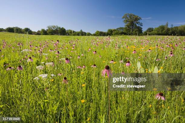 illinois prairie - illinois landscape stock pictures, royalty-free photos & images