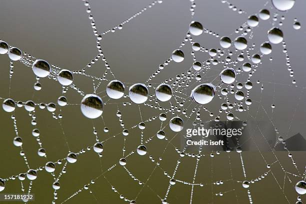 kugelförmige glänzenden dew drops auf spinnennetz und spiegel - spinne stock-fotos und bilder