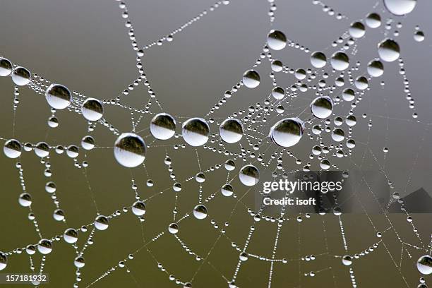 esférico brillante gotas de rocío sobre la telaraña y espejo - spider silk fotografías e imágenes de stock