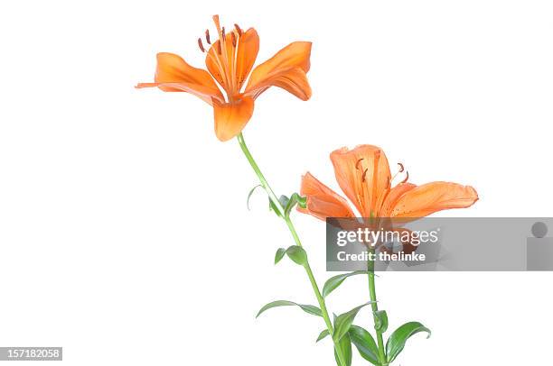 tiger-lilie - tiger lily flower stock-fotos und bilder