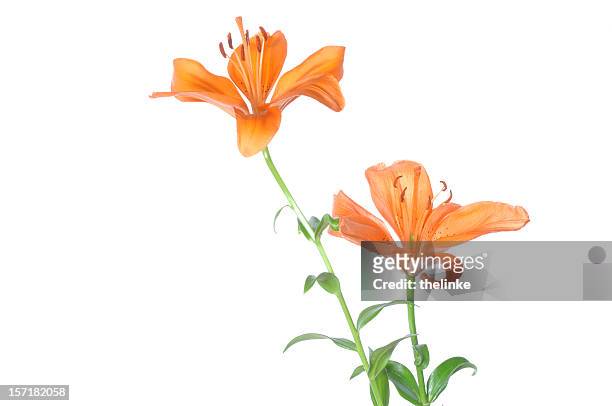 lilium giglio - tiger lily flower foto e immagini stock