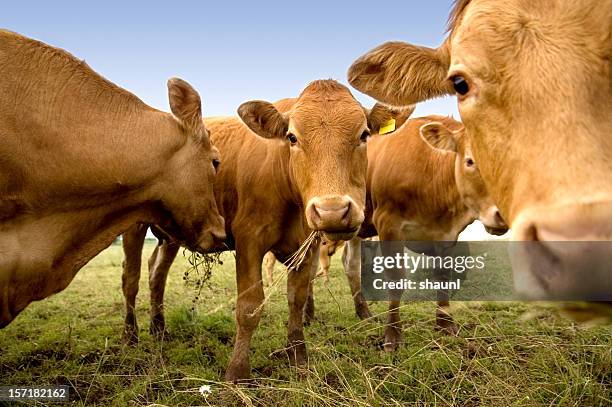 las vacas curioso - cattle fotografías e imágenes de stock