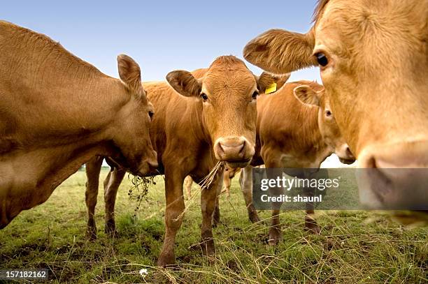 vaches curieux - bovin photos et images de collection