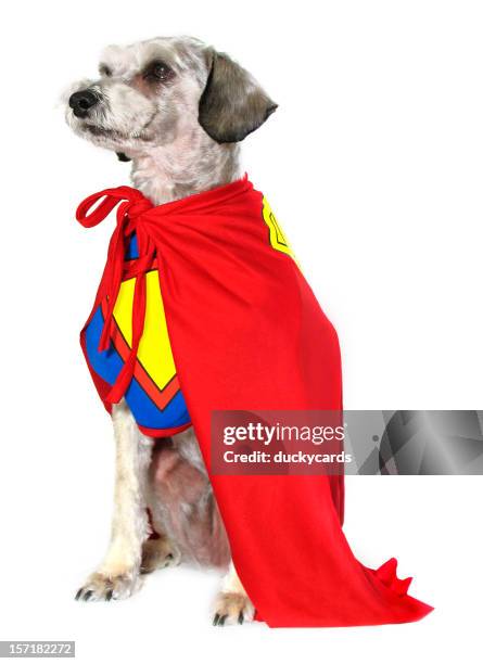 canine super hero - animal body 個照片及圖片檔