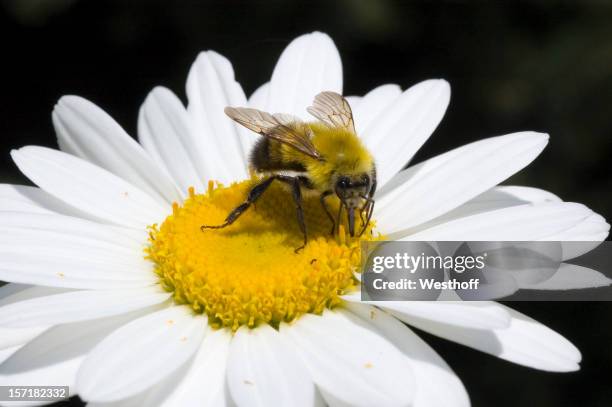 bumble bee on a flower - proboscis stock pictures, royalty-free photos & images