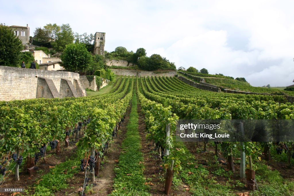 Landscape of French Vineyard