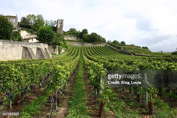 paisagem do vinhedo francesa - bordeaux wine - fotografias e filmes do acervo