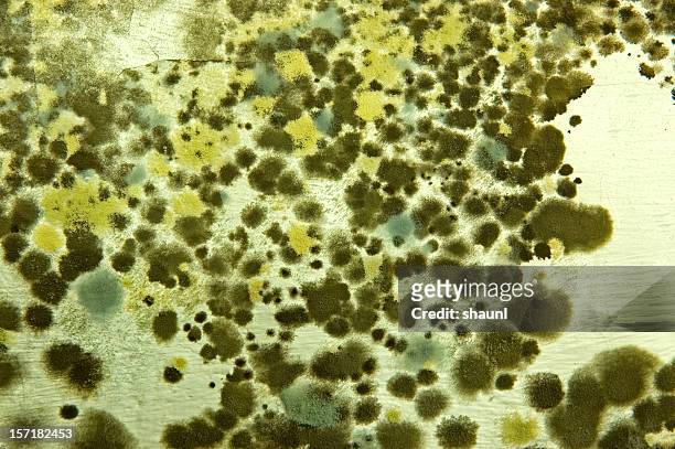 mold - regno dei funghi foto e immagini stock
