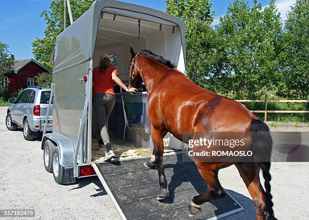 horse transport, norwegen - trailer stock-fotos und bilder