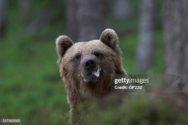 bear eating some fish - brown bear stock pictures, royalty-free photos & images