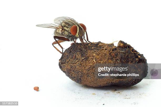 Fly Insect Shit 472 Insect Droppings Stock Photos, High-Res Pictures, and Images ...
