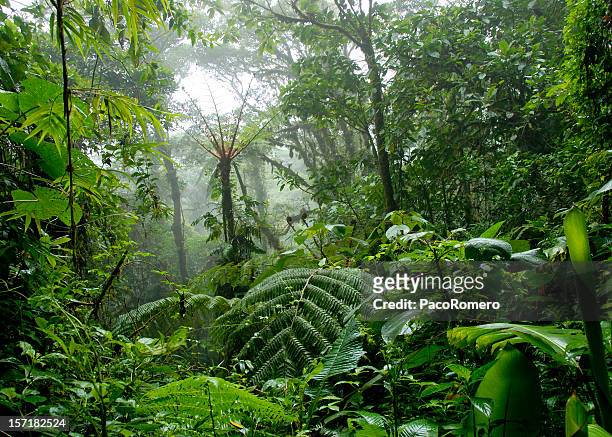 cloud forest in costa rica - costa rica stock-fotos und bilder