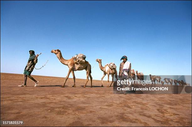 Transport à dos de dromadaires des plaques de sel dans le désert de Danakil en mars 1988.