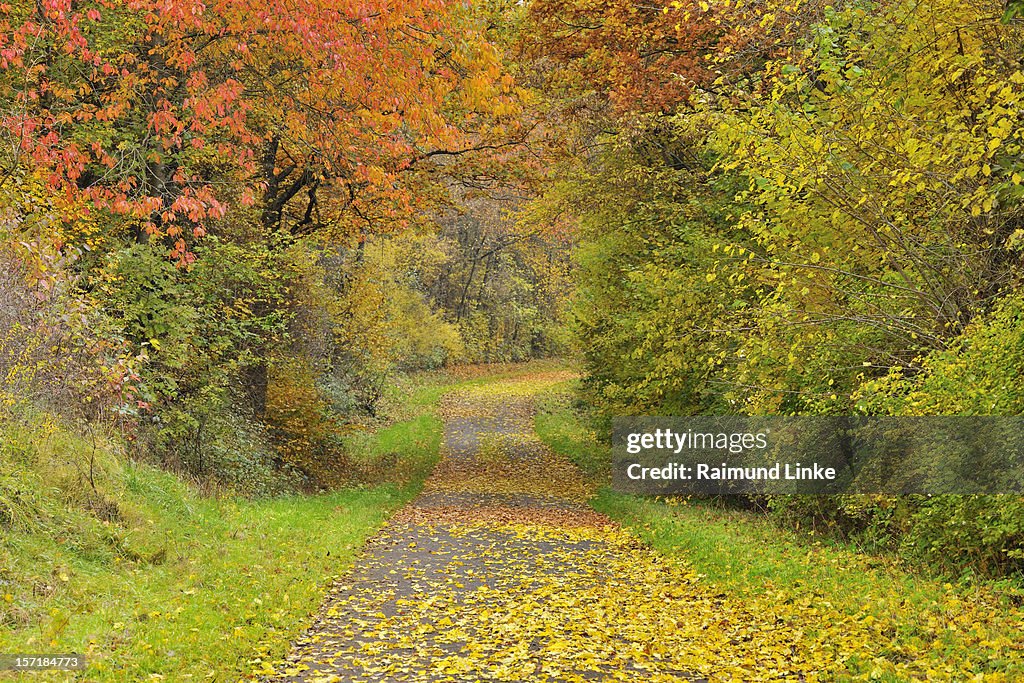 Path in the Autumn