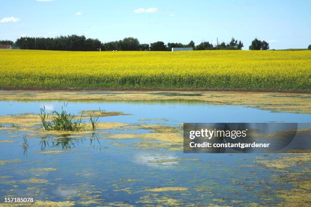 alberta canola and pond - alberta farm scene stockfoto's en -beelden