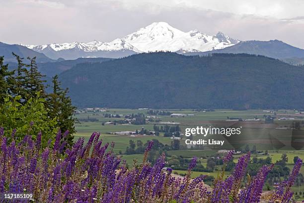 lupines and snow covered mountain - abbotsford canada stock pictures, royalty-free photos & images
