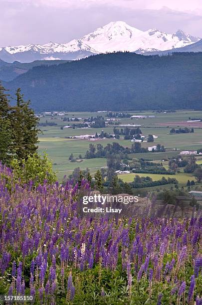 flowers and mountains - abbotsford canada stock pictures, royalty-free photos & images