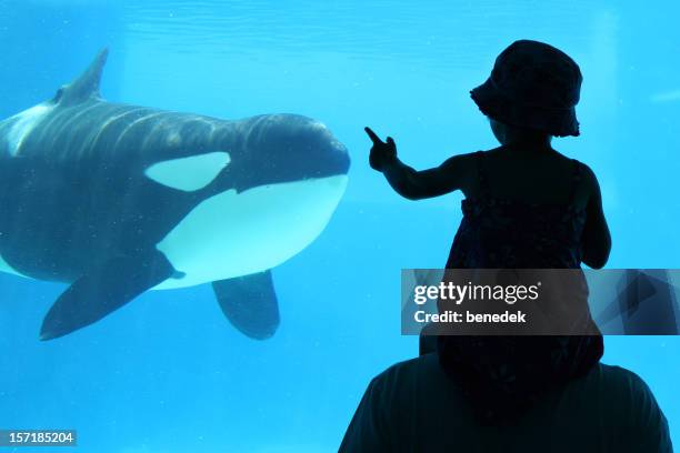 child with dad at aquarium - people at aquarium stock pictures, royalty-free photos & images