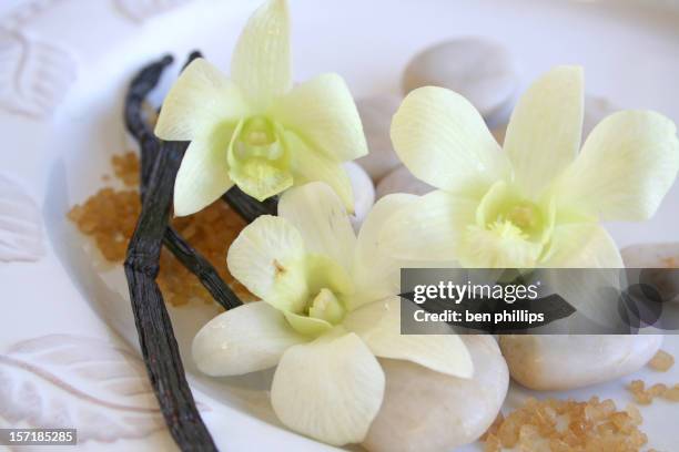 scent of vanilla - vanilla stockfoto's en -beelden
