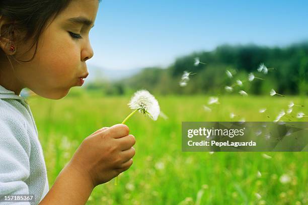 wishes - child dandelion stockfoto's en -beelden