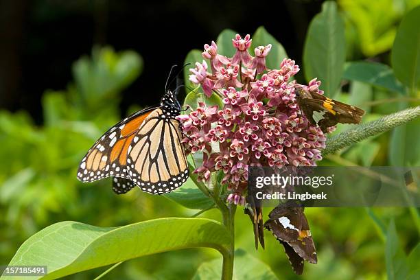 erwachsener monarchfalter in shenandoah national park - milkweed stock-fotos und bilder